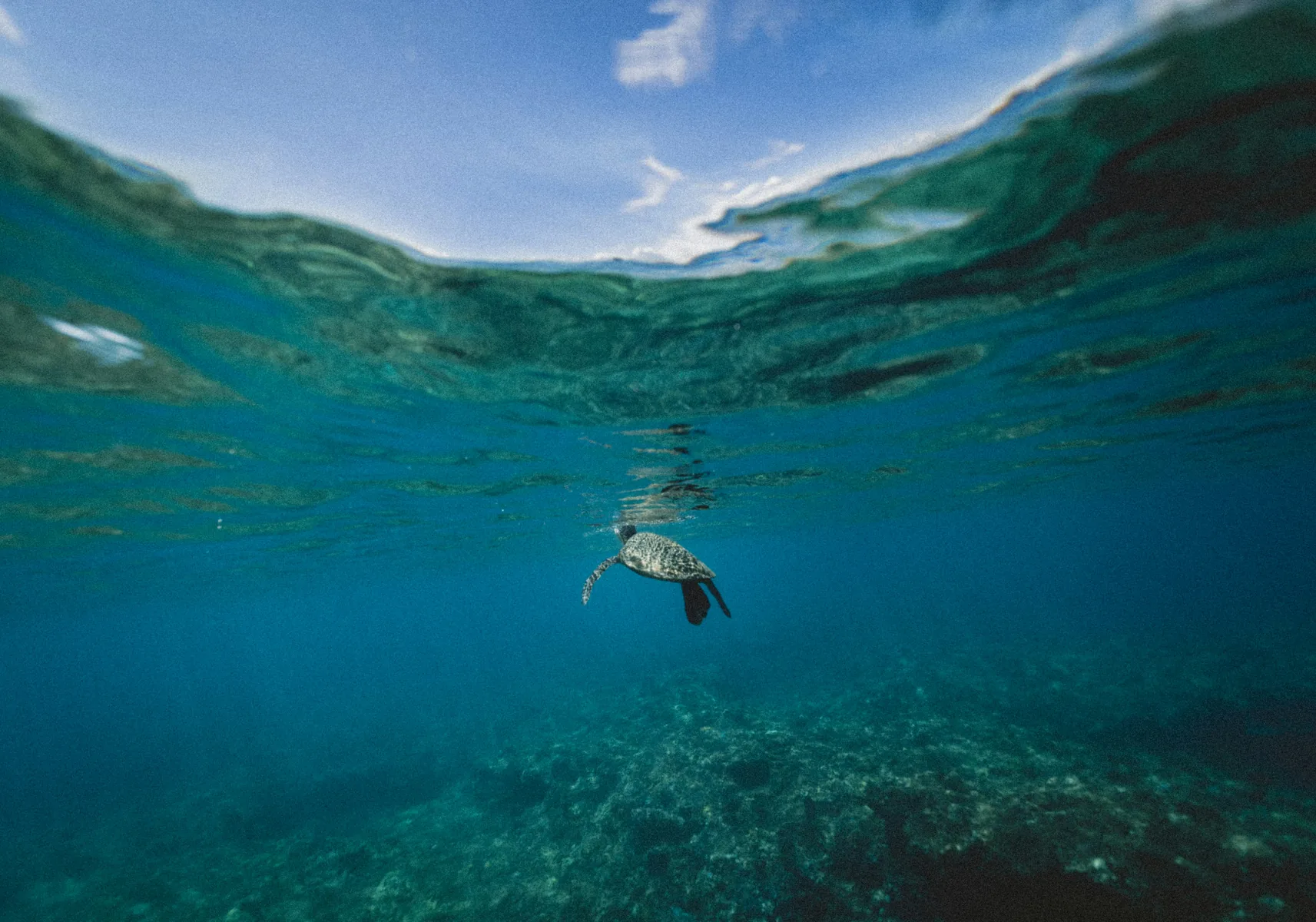 阳光穿过海面，海龟游向更深的水域