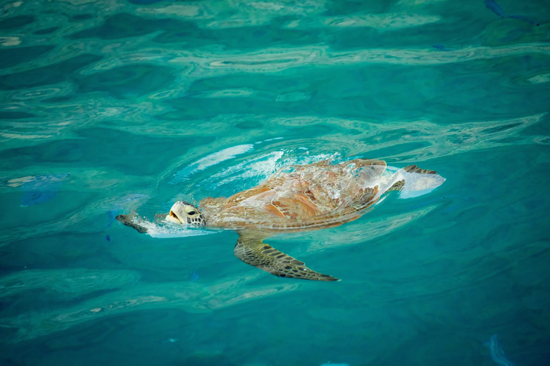 海龟穿过透亮的海水游向海面
